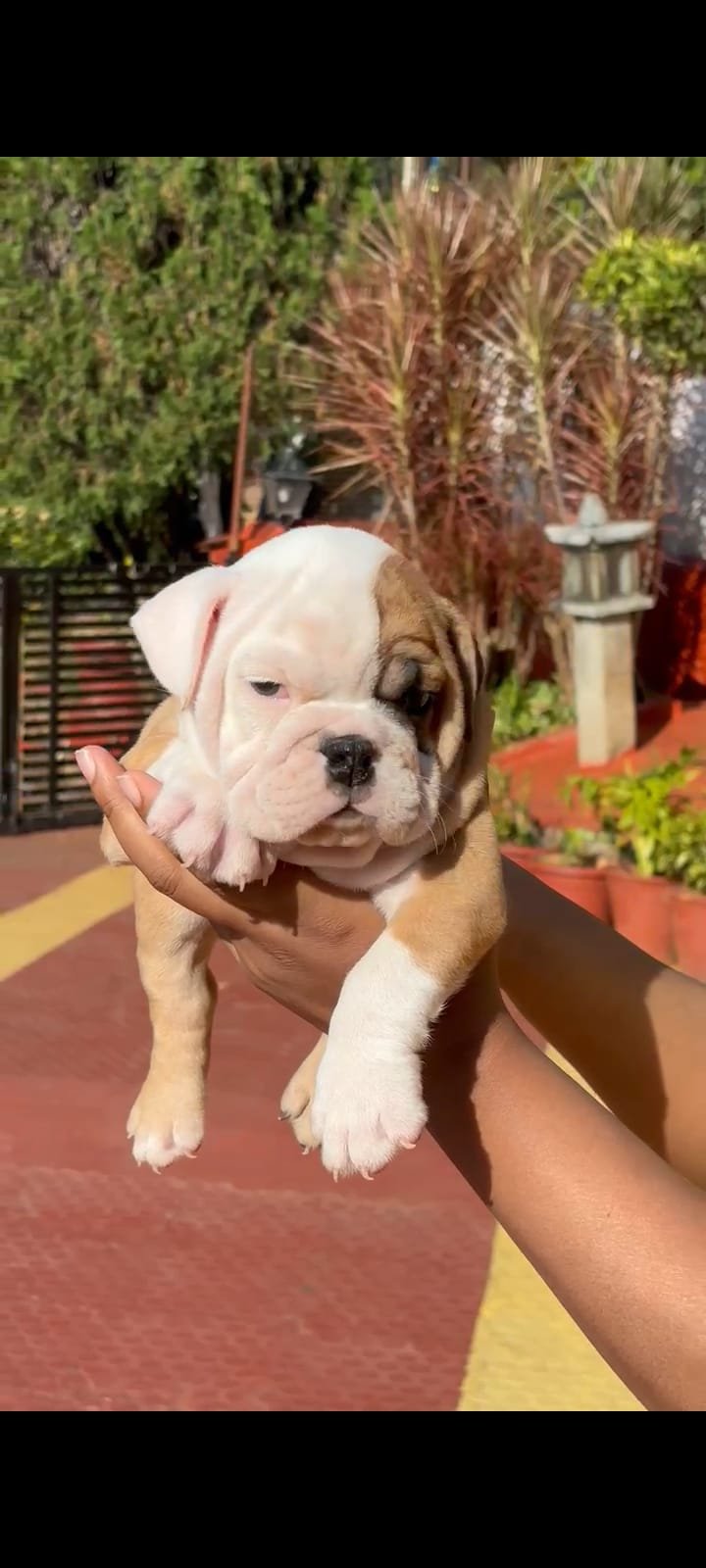 Order Female English Bulldog Puppy from Vizag